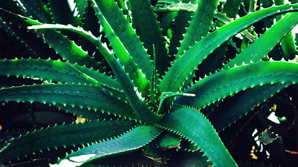 Aloe vera gel for skin healing naturally